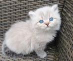 3 Schattige Britse Korthaar/Langhaar point kittens, Dieren en Toebehoren, Meerdere dieren, Ontwormd, 0 tot 2 jaar