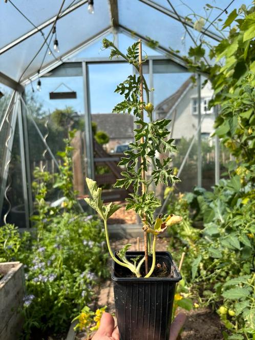 Watermeloen, zoete meloen en komkommer stekken, Tuin en Terras, Planten | Tuinplanten, Overige soorten, Volle zon, Zomer, Ophalen