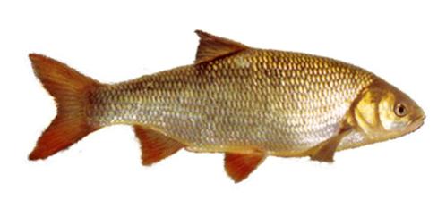 Goudwinde - Goud winde 21 / 25 cm - Koidreams Valburg, Dieren en Toebehoren, Vissen | Vijvervissen, Karper of Koi