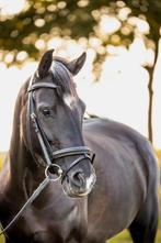 New Forest STERmerrie, 7 jr, correcte grote C , Dieren en Toebehoren, Merrie, Gechipt, 7 tot 10 jaar, Recreatiepony