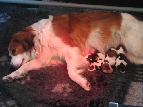 Nederlands Kooikerhond nestje pups, Dieren en Toebehoren, Honden | Retrievers, Spaniëls en Waterhonden, Reu, Overige rassen, Particulier