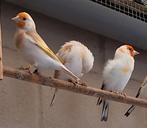 Majoor putters, Dieren en Toebehoren, Vogels | Overige Vogels, Meerdere dieren, Wildzangvogel, Geringd