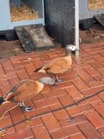 Gezocht grijskop casarca.s   alles aanbieden, Dieren en Toebehoren, Meerdere dieren, Kip