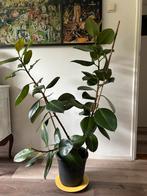 Ficus Elastica Kamerplant, Ophalen, Ficus, 100 tot 150 cm, Halfschaduw