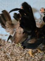 8 serama.s 35 euro, Dieren en Toebehoren, Pluimvee, Meerdere dieren, Kip