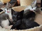 Super lief zwart katertje, Dieren en Toebehoren, Katten en Kittens | Overige Katten, Kater