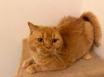Herplaatser lieve rode Britse korthaar kater, Dieren en Toebehoren, Katten en Kittens | Raskatten | Korthaar, Kater, Gechipt