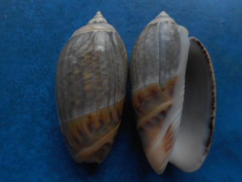 Schelpen: Olivancellaria gibbosa Born f++g 52-55mm, Verzamelen, Mineralen en Fossielen, Schelp(en), Verzenden