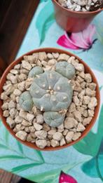LOPHOPHORA WILLIAMSII CLUSTER MOOIE PLANT CACTUS, Huis en Inrichting, Ophalen of Verzenden, Cactus, Volle zon, Minder dan 100 cm