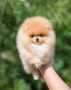 Pomeriaan | Pomeranian | Puppy | Reutje | Stamboom | Beertje, Reu, 8 tot 15 weken, Buitenland, Eén hond