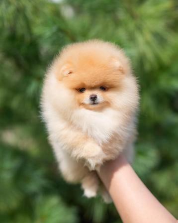 Pomeriaan | Pomeranian | Puppy | Reutje | Stamboom | Beertje beschikbaar voor biedingen