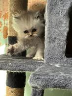 Perzische kittens, Dieren en Toebehoren, Katten en Kittens | Raskatten | Langhaar, Poes, Ontwormd, 0 tot 2 jaar