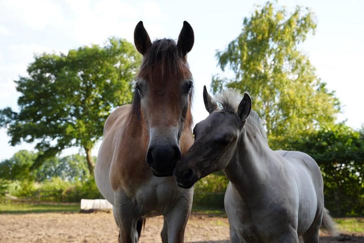 Rheinse duitse koudbloed te koop, Dieren en Toebehoren, Paarden, Merrie, Minder dan 160 cm, 0 tot 2 jaar, Recreatiepaard