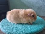 Leuk creme us teddy zeugje, Cavia, December, Vrouwelijk, Tam