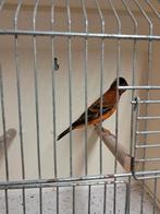 F1 kapoetsensijs man (bastaard), Dieren en Toebehoren, Mannelijk