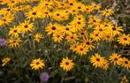 Rudbeckia zonnehoed, lupine, hosta, blauwe druifjes,varens, Ophalen, Vaste plant, Overige soorten, Halfschaduw