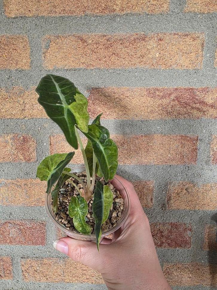 Alocasia Polly Variegata Aurea, Tuin en Terras, Planten | Tuinplanten, Overige soorten, Volle zon, Ophalen of Verzenden