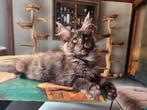 Prachtige maine coon kittens te koop, Ontwormd