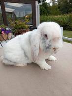 Franse hangoor, Dieren en Toebehoren, Konijnen, Mannelijk, Groot, Hangoor, 0 tot 2 jaar