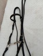 Westernhoofdstel shetlander, Dieren en Toebehoren, Ophalen of Verzenden, Overige soorten