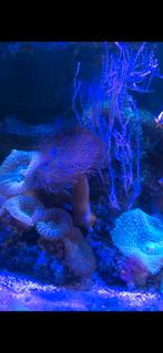 Laatste mooie Partij koralen., Dieren en Toebehoren, Vissen | Aquariumvissen, Overige typen, Zoutwatervis