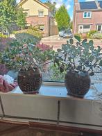 Jade Planten in Sierpotten, Huis en Inrichting, Kamerplanten, Ophalen, Vetplant, In pot, Minder dan 100 cm