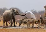 Jungle fotobehang Waterplaats , Olifant behang Muurdeco4kids, Verzenden, Minder dan 10 m², Jungle, safari, olifant, Afrika