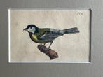 1830 - Koolmees - Vogel - oud - gravure gekleurd, Antiek en Kunst, Kunst | Etsen en Gravures, Ophalen of Verzenden