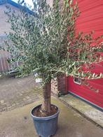 Olijfbomen met zeer dikke stam, Volle zon, Ophalen of Verzenden, 100 tot 250 cm, Olijfboom