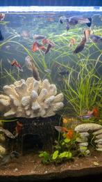 Guppiesw, Dieren en Toebehoren, Ophalen of Verzenden