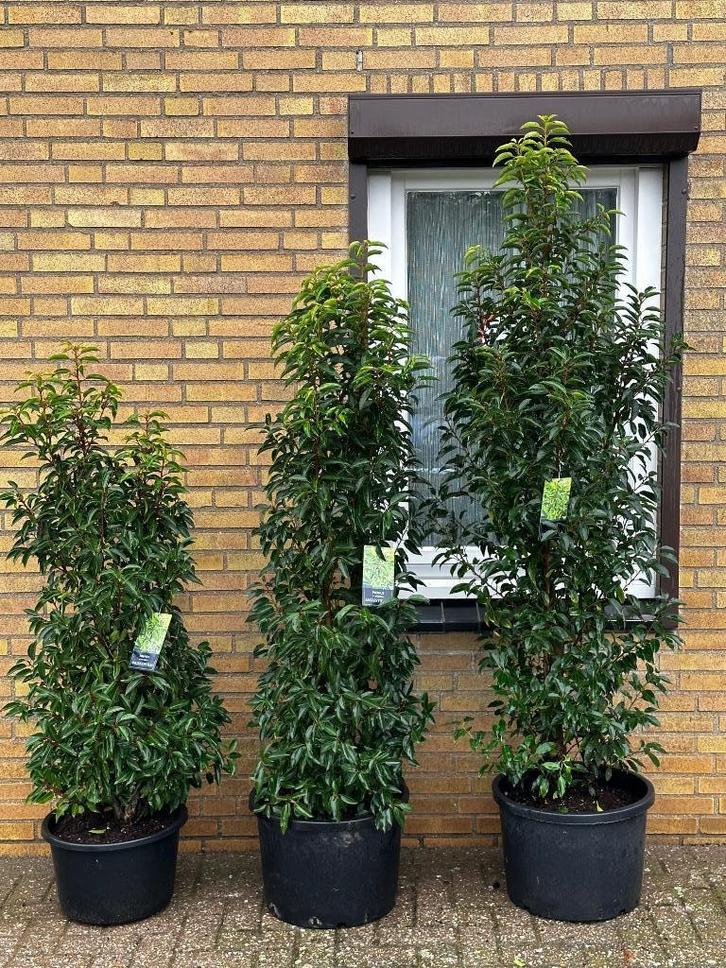 Portugese Laurier - Prunus lusitanica div maten, Tuin en Terras, Planten | Struiken en Hagen, Haag, Laurier, 100 tot 250 cm, Ophalen