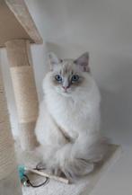 Lieve ragdoll herplaatsing, Dieren en Toebehoren, Kater, Gechipt, 3 tot 5 jaar
