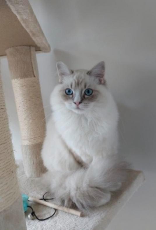 Lieve ragdoll herplaatsing, Dieren en Toebehoren, Katten en Kittens | Raskatten | Langhaar, Kater, 3 tot 5 jaar, Gechipt, Ontwormd