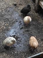 Groep Japanse kwartels., Dieren en Toebehoren, Pluimvee, Meerdere dieren, Overige soorten