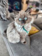 Ragdoll kittens met stamboom, Dieren en Toebehoren, Katten en Kittens | Raskatten | Langhaar, Meerdere dieren, Gechipt, 0 tot 2 jaar