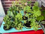 15 planten aloe citroenplant pannenkoekplant agave pot 11 cm, Volle zon, Vaste plant, Bloeit niet, Ophalen