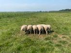 Stamboek swifter rammen, Dieren en Toebehoren, Schapen, Geiten en Varkens, Mannelijk, Schaap