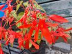 Zaden Begonia groovy red oogst 2025, Tuin en Terras, Bloembollen en Zaden, Verzenden, Volle zon
