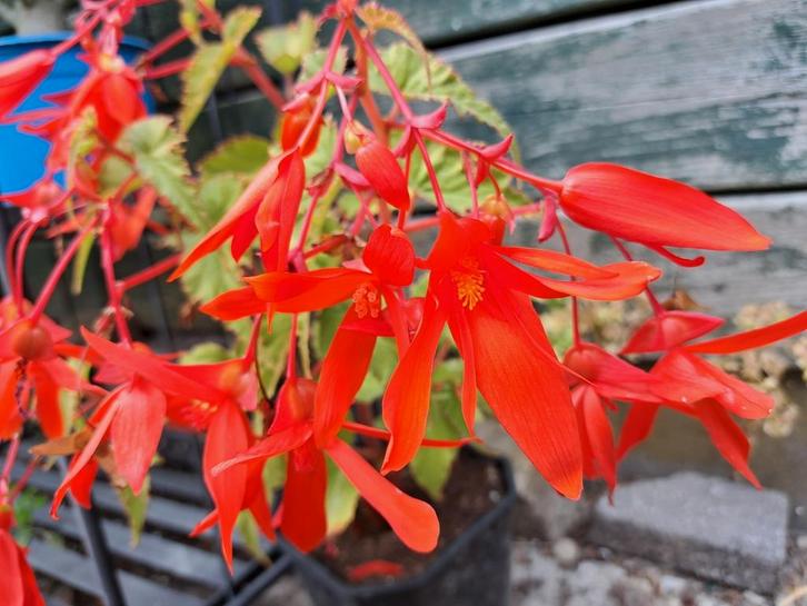 Zaden Begonia groovy red oogst 2025, Tuin en Terras, Bloembollen en Zaden, Volle zon, Verzenden