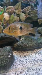 Kweekkoppel Geophagus brasiliensis, Dieren en Toebehoren, Vis