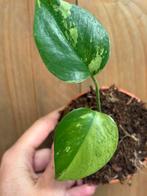 Monstera deliciosa variegata plant mint green jungle large, Ophalen of Verzenden, Halfschaduw, Minder dan 100 cm