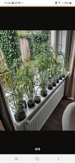 Papyrus of Parapluplant, Huis en Inrichting, Kamerplanten, Ophalen of Verzenden, Halfschaduw, Minder dan 100 cm