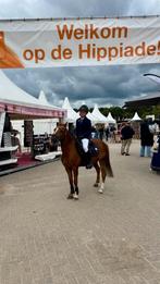 A/B/C pony's zadelmak maken en inrijden., Dieren en Toebehoren, Ophalen of Verzenden