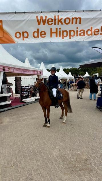 A/B/C pony's zadelmak maken en inrijden. beschikbaar voor biedingen
