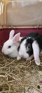 2 konijntjes 8mnd. V  (alleen reageren bij interresse), Dieren en Toebehoren, Konijnen, Vrouwelijk, Middelgroot, 0 tot 2 jaar