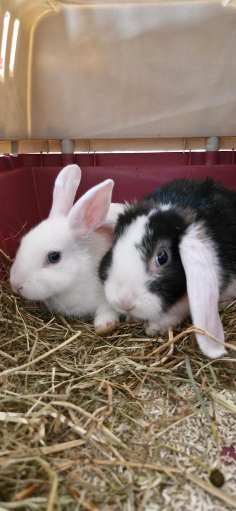 2 konijntjes 8mnd. V  (alleen reageren bij interresse), Dieren en Toebehoren, Konijnen, Middelgroot, Vrouwelijk, 0 tot 2 jaar
