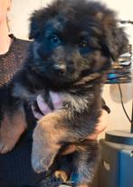 Duitse herderpup met Garantie HD En ED, Dieren en Toebehoren, Rabiës (hondsdolheid), Reu, 8 tot 15 weken, Eén hond