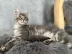Mooi Maine Coon kitten met stamboom en 100% geteste ouders, Dieren en Toebehoren, Kater, Gechipt, 0 tot 2 jaar