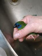 Drie kleuren papegaai amadine, Dieren en Toebehoren, Vogels | Overige Vogels, Meerdere dieren, Geringd