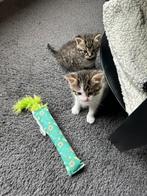 Goed huis gezocht voor 2 kittens, Dieren en Toebehoren, Katten en Kittens | Overige Katten